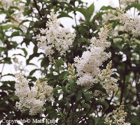 Puistosyreeni, Syringa x henryi 'V�rt&ouml;n Valkea'